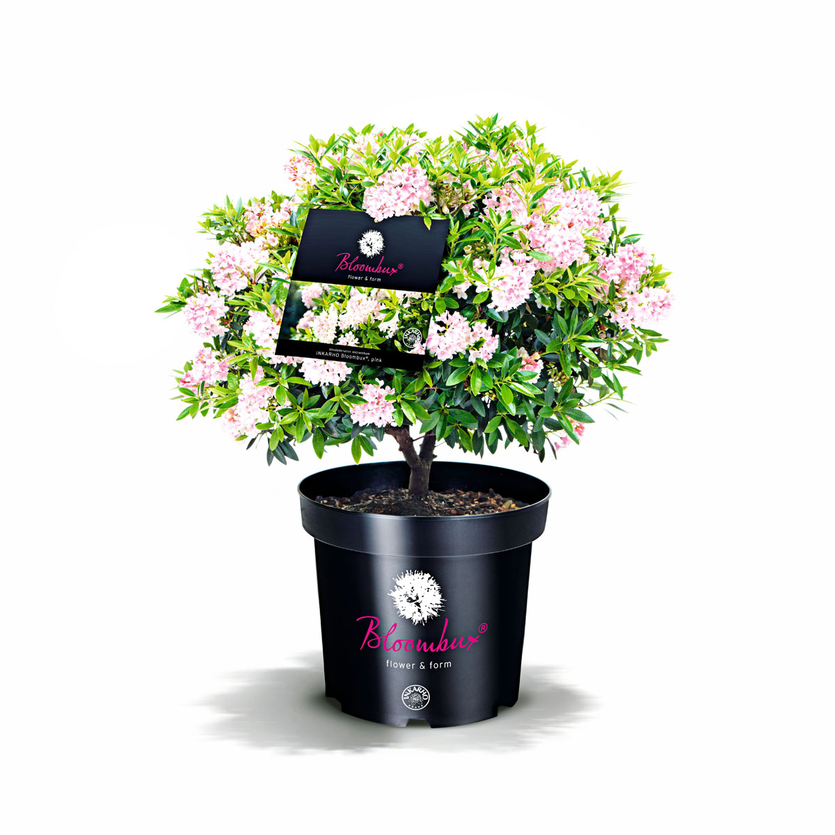 Rhododendron Bloombux Topf Durchmesser 17 cm | 908650